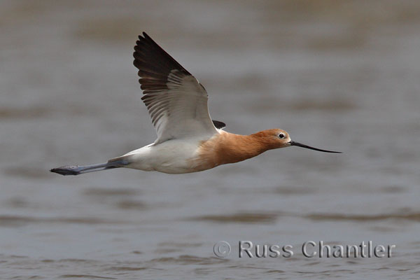 American Avocet © Russ Chantler